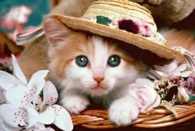 gatito jigsaw puzzle