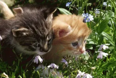 gatitos jigsaw puzzle