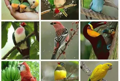 pÃ¡ssaro jigsaw puzzle