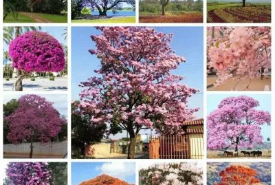 flores jigsaw puzzle