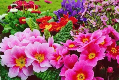 פאזל של flores