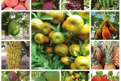 frutas