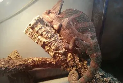 chamaeleo calyptratus