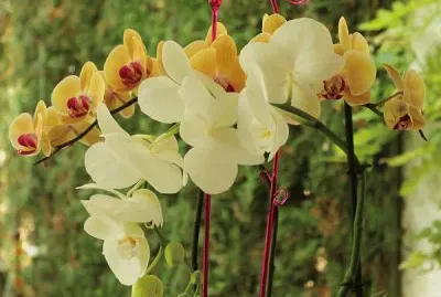 orquÃ­deas