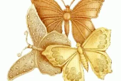 borboleta