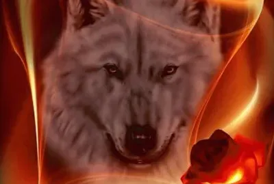 imagens