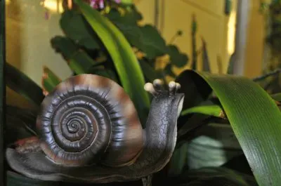 פאזל של caracol