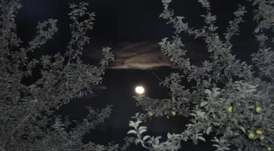 פאזל של luna