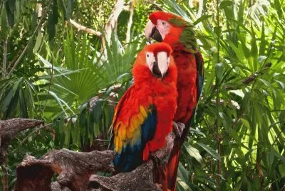 loros