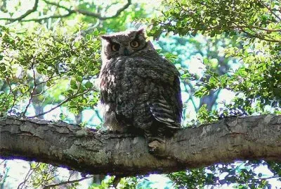 bÃºho de cuernos jigsaw puzzle