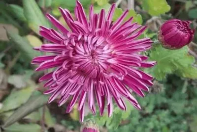 dalias