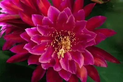 dalias