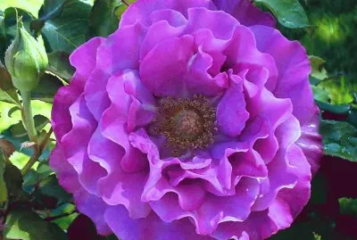 dalias