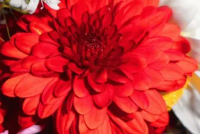 dalias