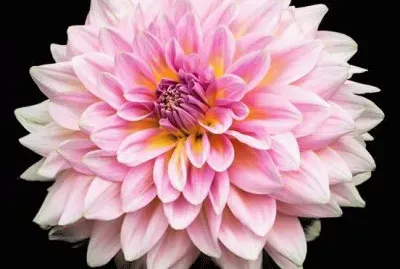 dalias