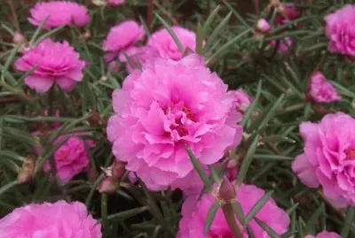 dalias