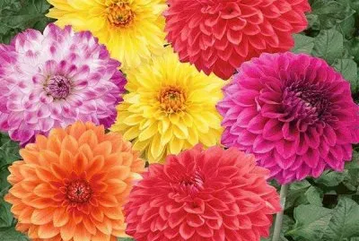 dalias
