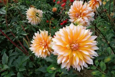 dalias