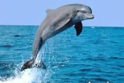 Delphin