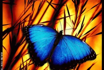 borboleta