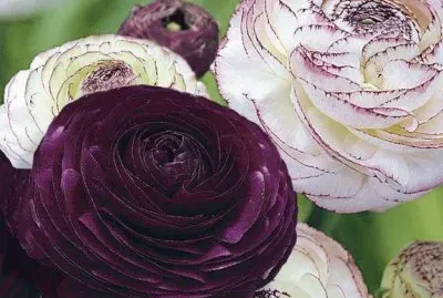 flores