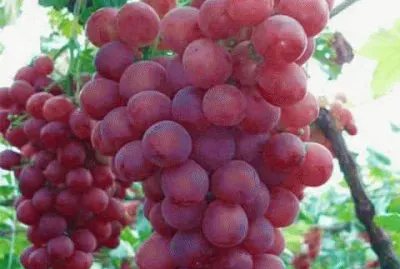 uvas