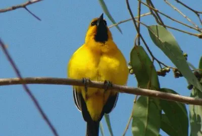 icterus nigrogularis