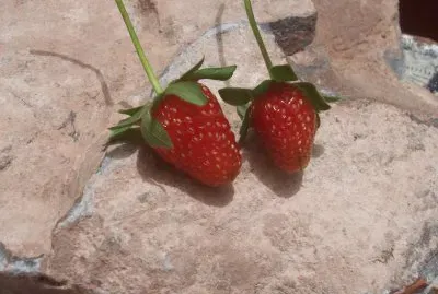 frutillas
