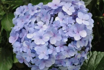 hortensia