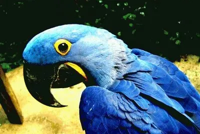 Arara Azul jigsaw puzzle