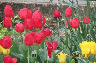 פאזל של Tulipanes