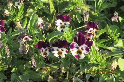 פאזל של PequeÃ±os pensamientos