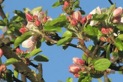 פאזל של Bellas