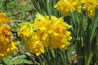פאזל של Narcisos
