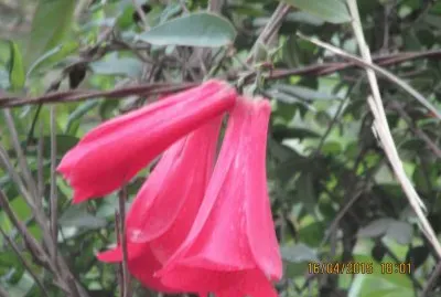 פאזל של Copihue