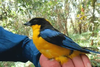 little bird jigsaw puzzle