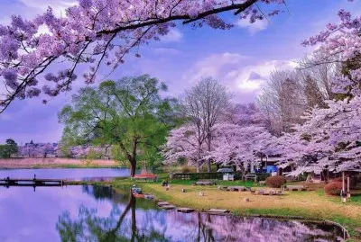 jacaranda jigsaw puzzle