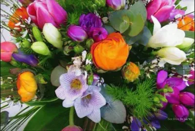 ×¤×¨×—×™×