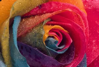 Amazing Rose
