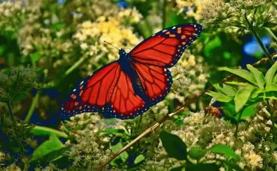 mariposa monarca jigsaw puzzle