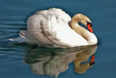 cisne