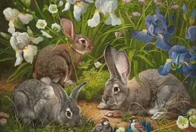 coelhos