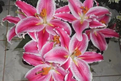 פאזל של Flores diversas