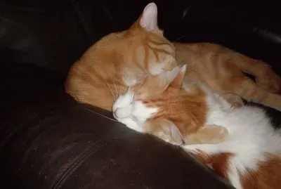 my two loves,  tiny and misty