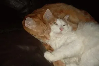 tiny and misty,   hard at work