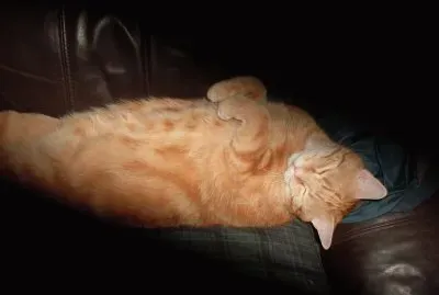 Misty,  9 year old, a totally loved little cat