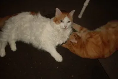 tiny,  at 16, he is still a little charmer