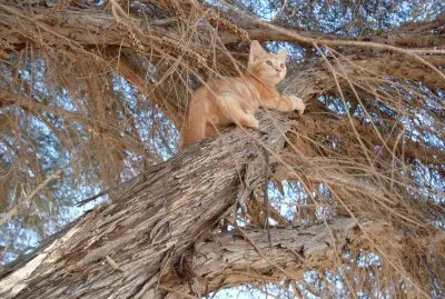 misty,  at eight weeks,  exploring life