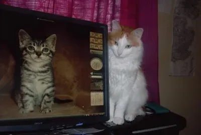 tiny ,  viewing his friend on screen
