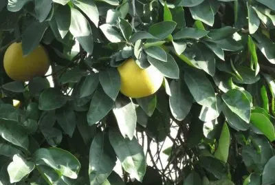 ××©×›×•×œ×™×ª